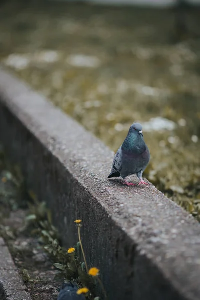 Plan Vertical Pigeon Recherche Nourriture Assis Dans Parc — Photo