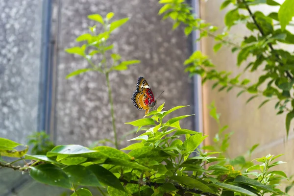 Primo Piano Una Farfalla Una Pianta — Foto Stock