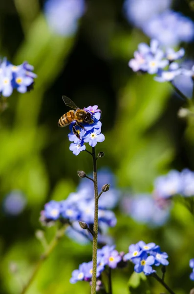 Honey Been Landing Forget Flower Collecting Nectar — Stock Photo, Image