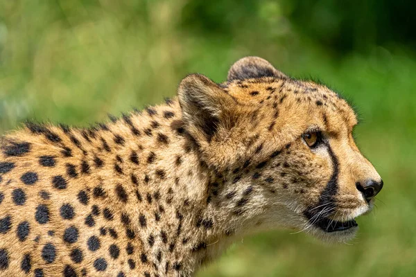 Cheetah Μια Ηλιόλουστη Μέρα Ένα Ζωολογικό Κήπο Πράσινο Φόντο — Φωτογραφία Αρχείου