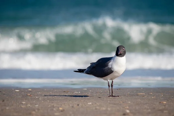 Seagull Walking Seacoast — Stock Photo, Image