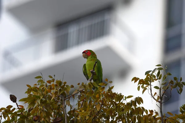 Low Angle Shot Mitred Parakeet Parrot Tree — Stock Photo, Image