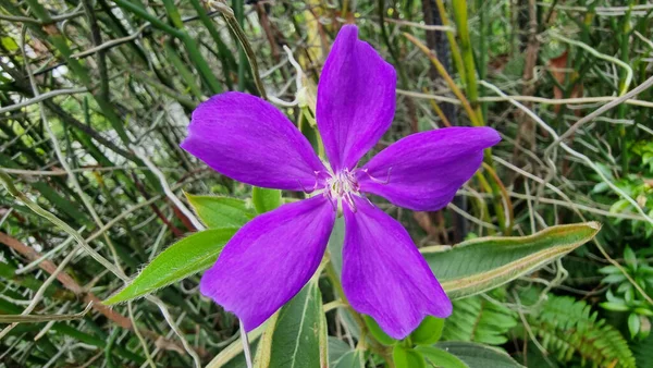 Closeup Shot Blooming Purple Flower — Stock Photo, Image
