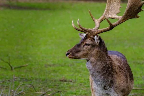 Belo Retrato Macho Rothirsch Uma Floresta — Fotografia de Stock