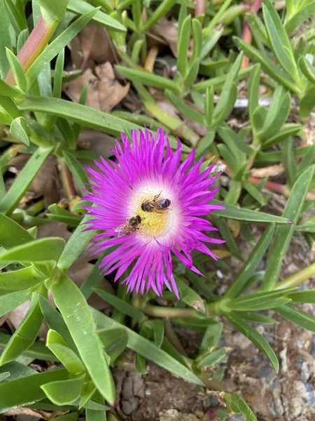 Böcekler Bahar Zamanı Ekinezya Mor Çiçeğinin Üzerinde Uçar — Stok fotoğraf