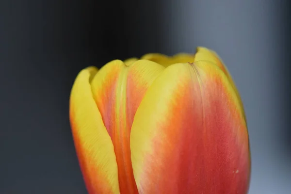 Una Hermosa Vista Una Flor Tulipán Sobre Fondo Borroso — Foto de Stock