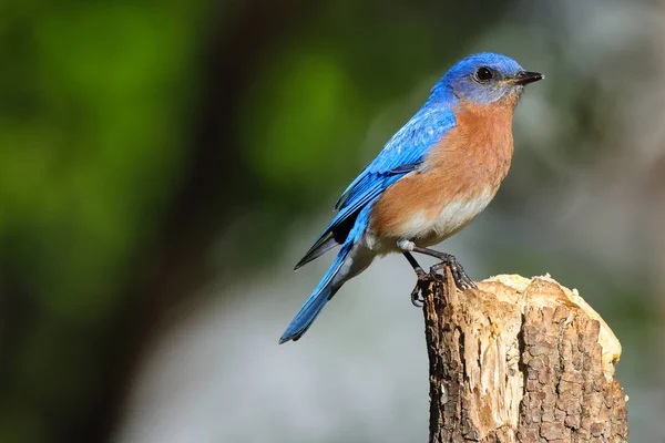 一只秋天的蓝鸟的特写栖息在一棵被砍倒的树上 — 图库照片