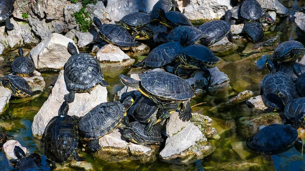 A group of adorable water turtles on rocks in a lake