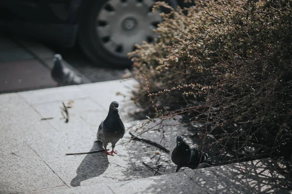 Gros Plan Pigeon Sur Les Marches Côté Buisson — Photo