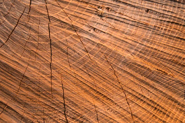 乾燥した木の質感の断面のクローズアップショット — ストック写真