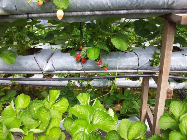 Eine Nahaufnahme Von Erdbeeren Von Einem Bauernhof — Stockfoto