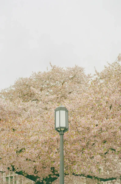 Vertical Shot Black Lamp Post Background Cherry Blossoms Clear Sky — Stock Photo, Image