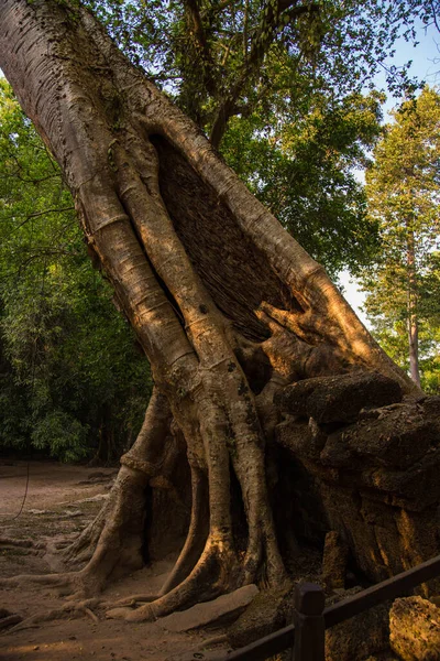 Close Uma Árvore Curvilínea Floresta — Fotografia de Stock
