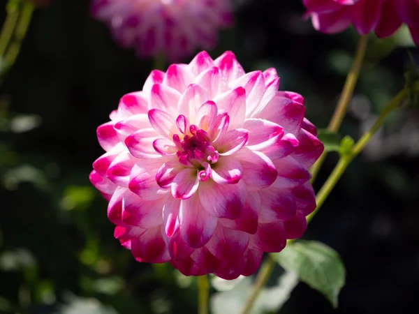 Eine Nahaufnahme Einer Dahlia Pinnata Blume Vor Einem Hintergrund Des — Stockfoto