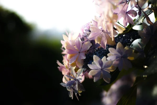 Вибірковий Фокус Зображення Квітучих Рожевих Квітів — стокове фото