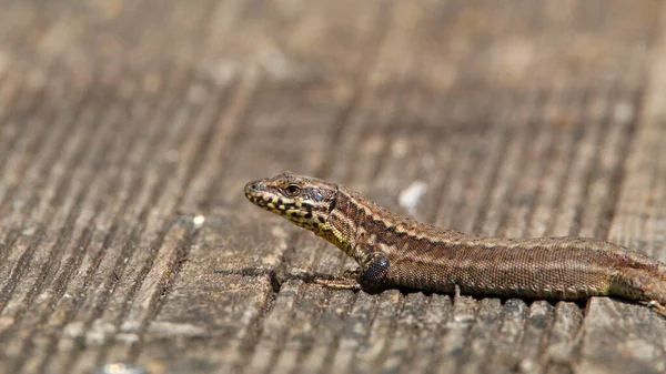 Closeup Shot Striped Brown Lizard Wooden Surface — Stock Photo, Image