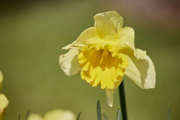 Selektiv Fokusbild Narcissus Solljus — Stockfoto