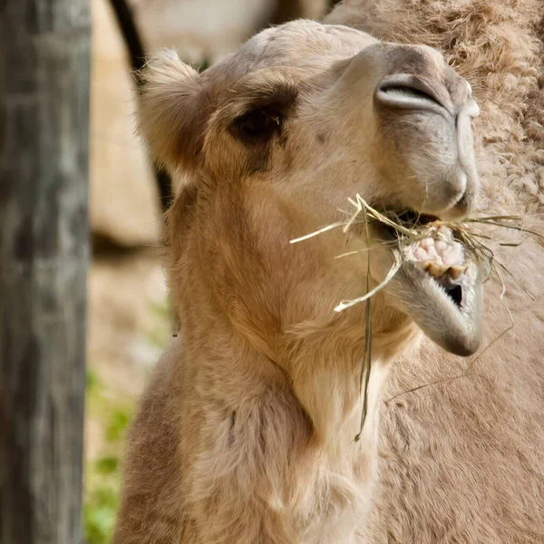 Крупный План Верблюда Жующего Траву — стоковое фото