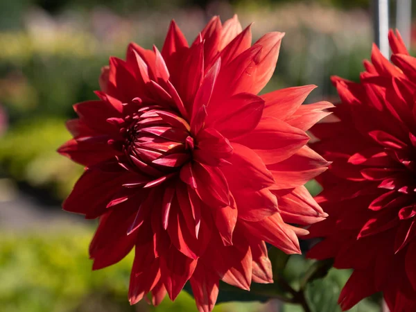 Een Dichtbij Shot Van Een Dahlia Pinnata Bloem Overheen Een — Stockfoto