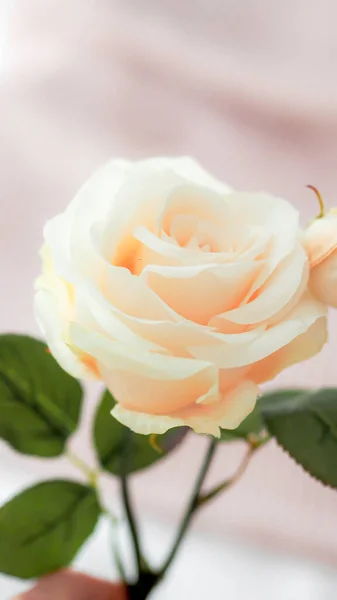 Closeup Shot Beautiful Flower Blossoming Blurred Background — Fotografia de Stock