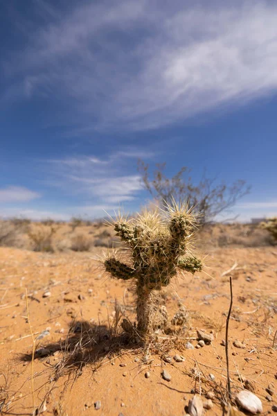 Vertical Closeup Small Cactus Desert Blue Sky — Stock Photo, Image