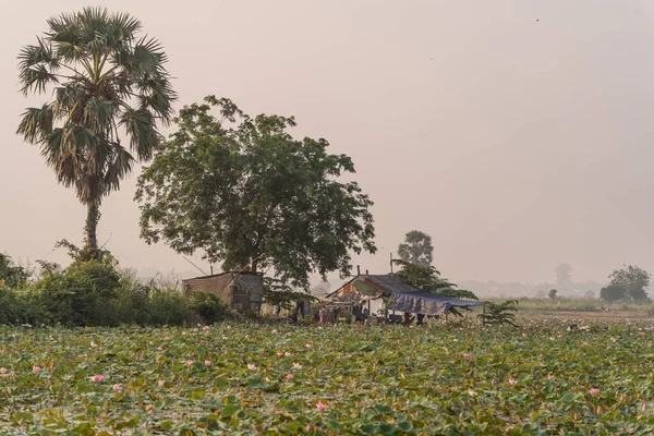 Krásný Výhled Lotosové Pole Kambodži — Stock fotografie