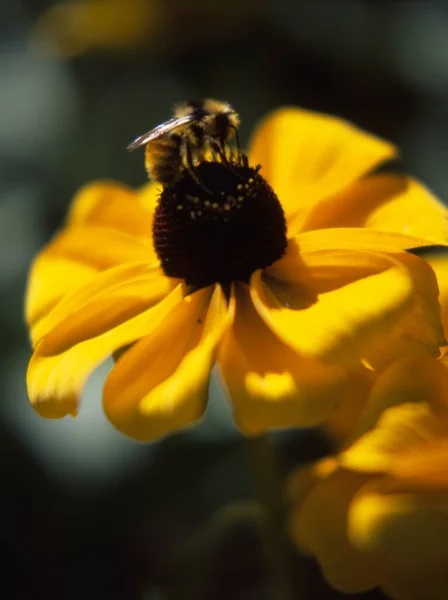 Egy Függőleges Felvétel Rudbeckias Ról Fekete Szemű Susan Egy Méhgyűjtő — Stock Fotó