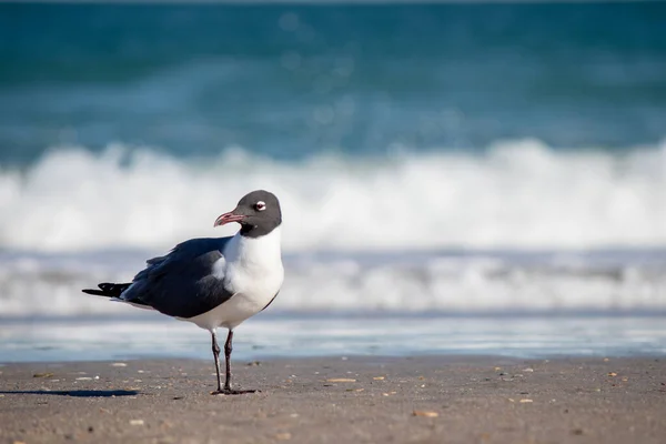 Black White Seagull Seacoast — Stock Photo, Image