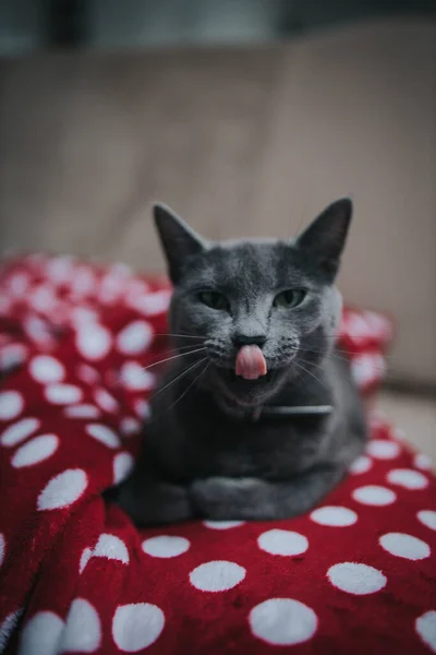 Eine Nahaufnahme Einer Grauen Katze Die Hause Sitzt Und Sich — Stockfoto