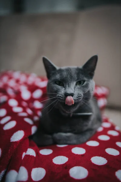 Primer Plano Gato Gris Sentado Casa Lamiéndose Propia Boca Con —  Fotos de Stock