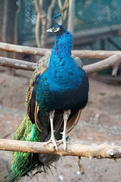 一只美丽的印度山雀 在动物园里有美丽的尾巴 — 图库照片