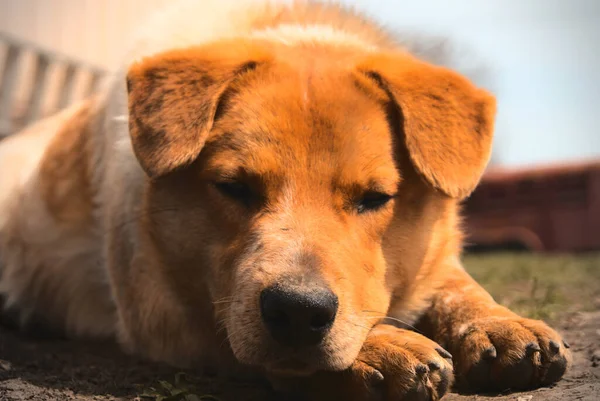 Gros Plan Triste Chien Brun Couché Sur Sol — Photo