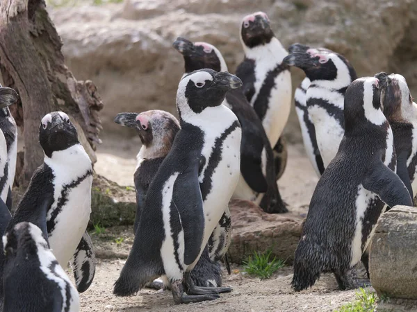 Колония Пингвинов Естественной Среде Обитания Весной — стоковое фото