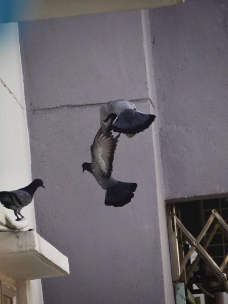 Gros Plan Pigeons Homing Atterrissant Sur Mur Bâtiment — Photo