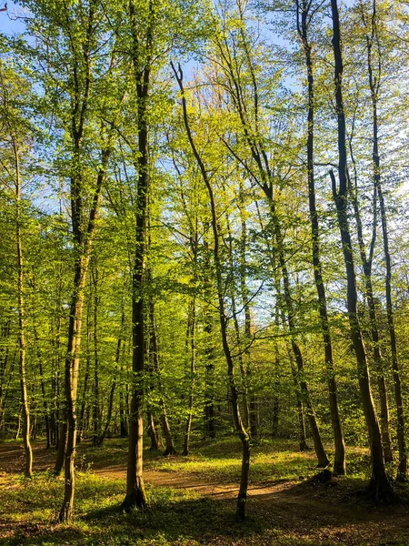 Вертикальний Знімок Зеленого Лісу Тонкими Деревами — стокове фото