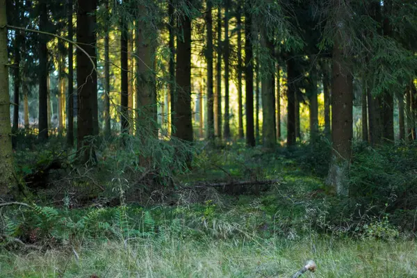 Uma Bela Vista Floresta Verde Com Sombra Árvores — Fotografia de Stock