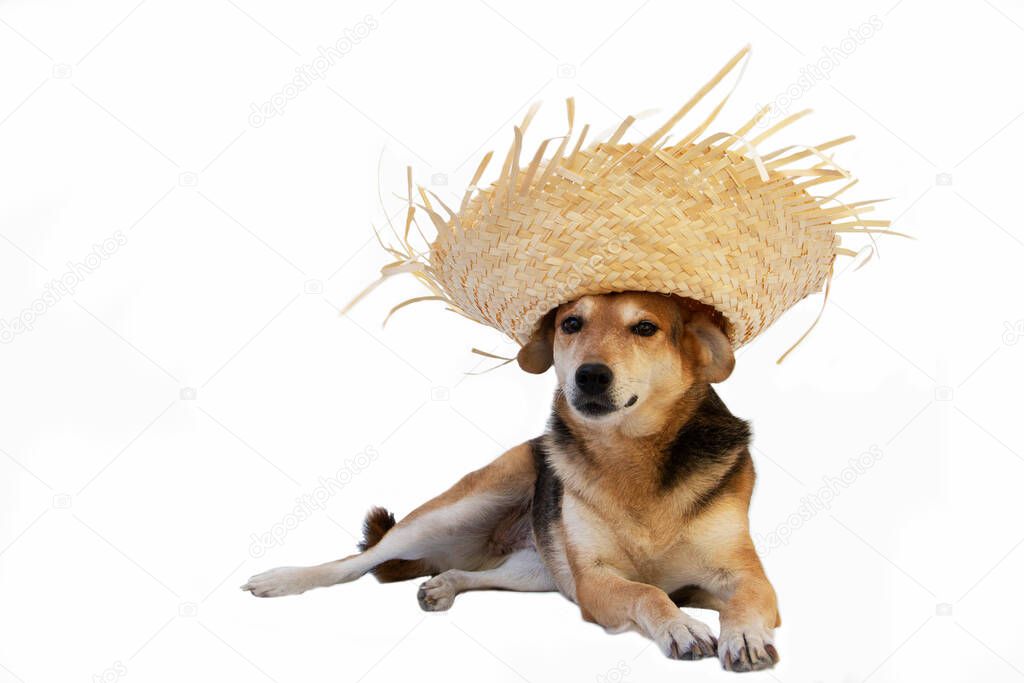 dog with straw hat dressed to celebrate the junina holidays isolated on white