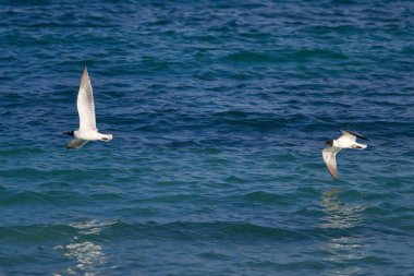 Deniz sularının üzerinde güzel bir martı manzarası uçuyor.