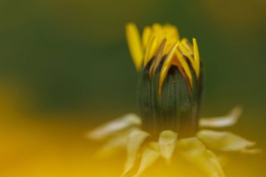 Parkta sarı bir karahindiba çiçeğinin yakın çekimi.