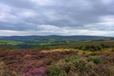 Bulutlu bir günde güzel bir ormanın hava görüntüsü.