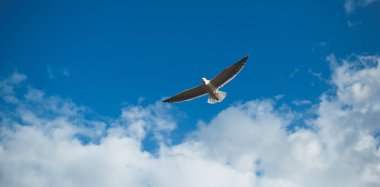 Mavi bir arka planda uçan siyah sırtlı martının görkemli görüntüsü.