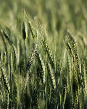 Yeşil buğday tarlasının seçici odak noktası