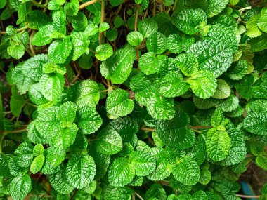 Arka planda yetişen bir avuç nane yaprağının yakın plan çekimi.