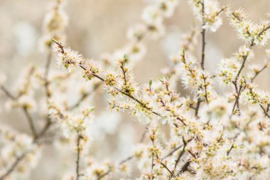 Bahçede açan erik ağacının yakın çekimi.