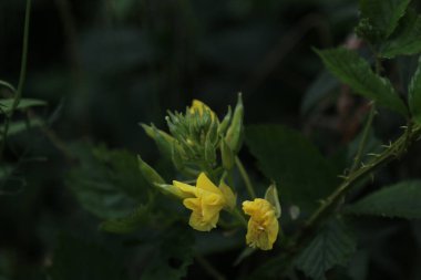 Yeşil arka planda izole edilmiş sarı Frezya çiçeğinin yakın plan çekimi.