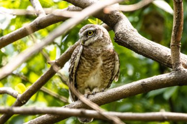 Ağaçtaki benekli baykuşun yakın çekimi. Athene brama.