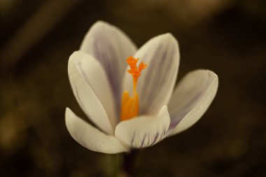 Tarladaki beyaz krokusun seçici odak noktası.