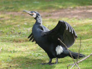 Yazın bulanık bir arkaplanda karabatağın yakın plan çekimi.