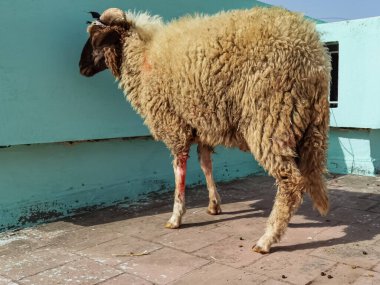 Çatıda tek bir koyun duruyor.