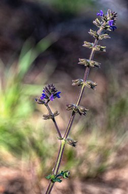 Ormanın ortasında bir yabani adaçayının (Salvia verbenaca) dikey çekimi